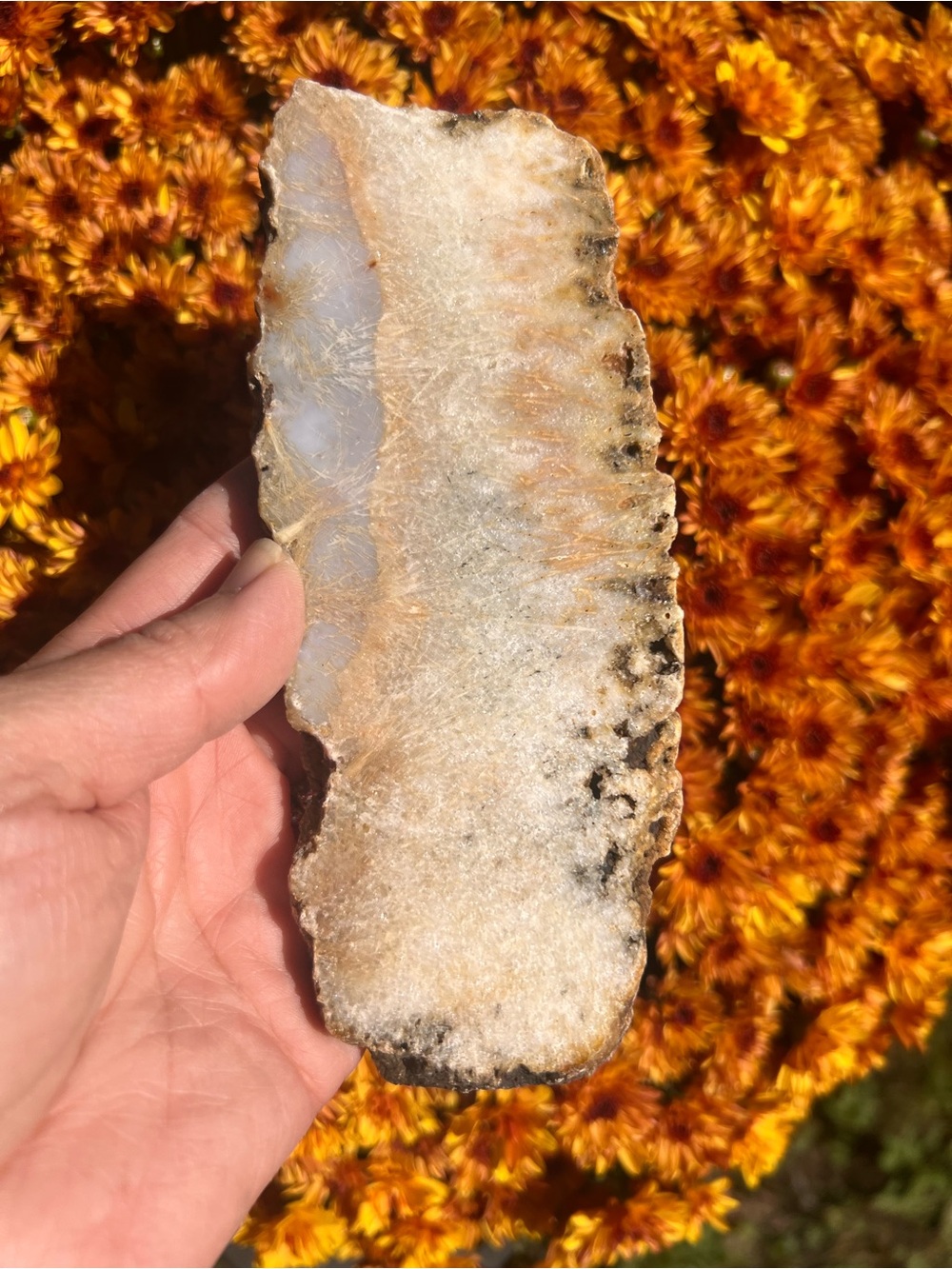 Graveyard (7) point plume agate slab with stand | Crystal